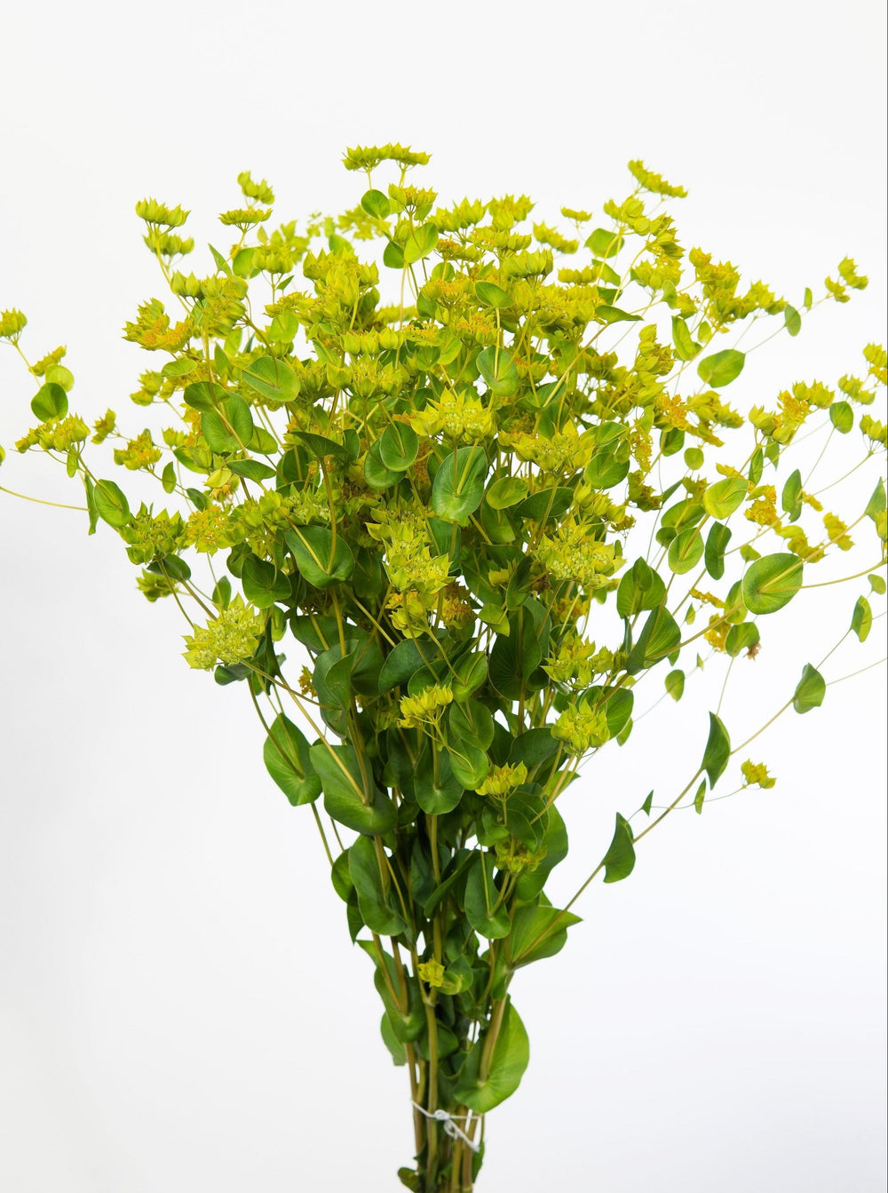 100 Green Gold Bupleurum (Griffithii Rotundifolium) Seeds