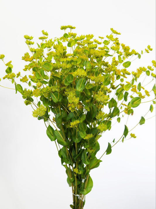 100 Green Gold Bupleurum (Griffithii Rotundifolium) Seeds