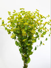100 Green Gold Bupleurum (Griffithii Rotundifolium) Seeds