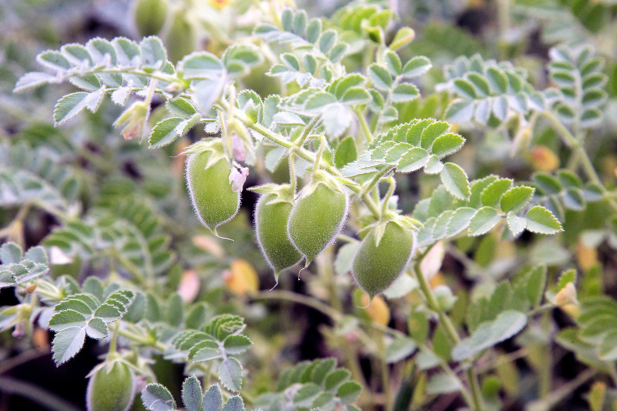100 Black Lentil (Lens Culinaris) Seeds