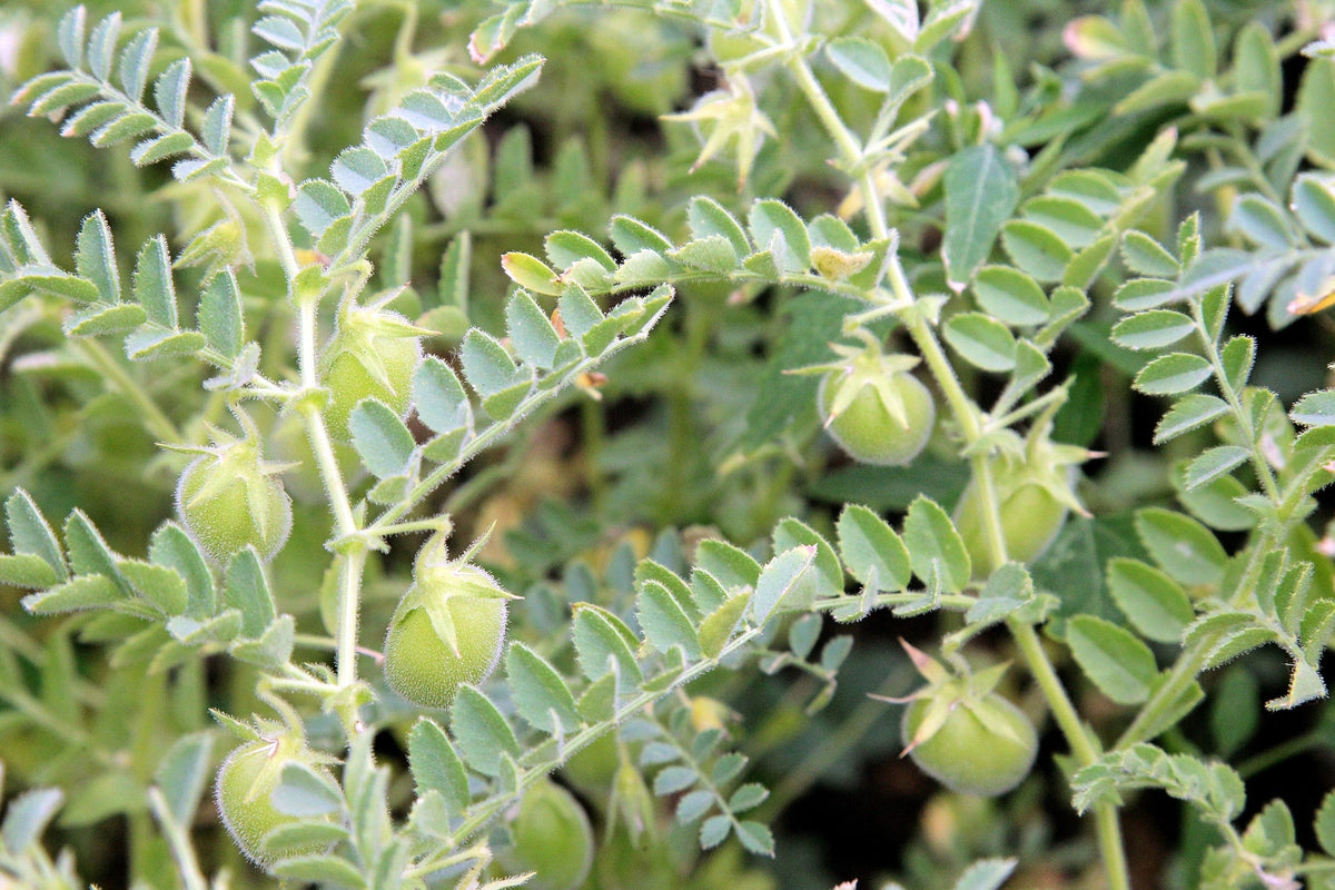 100 Black Lentil (Lens Culinaris) Seeds