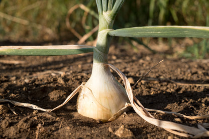 250 Sweet Walla Walla Onion (Allium Cepa) Seeds
