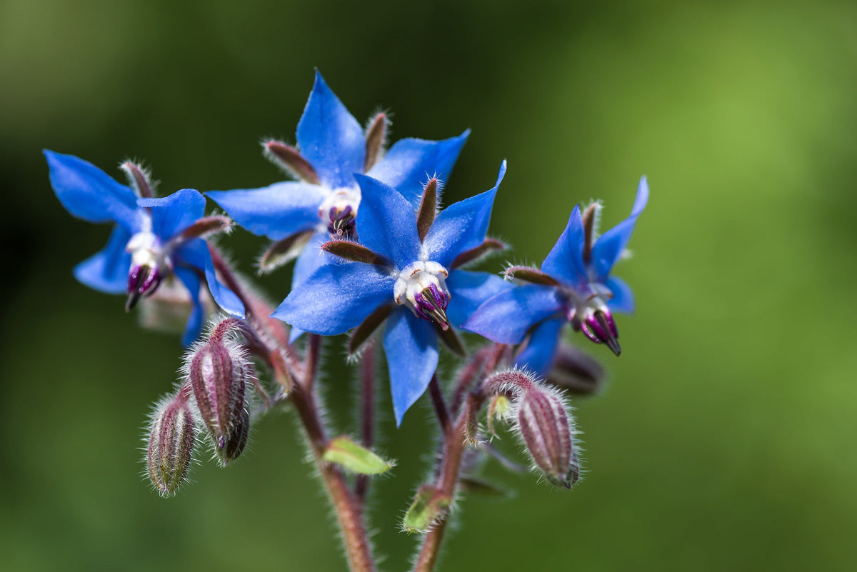 100 Blue Star BORAGE HERB Borago Officinalis Flower Seeds