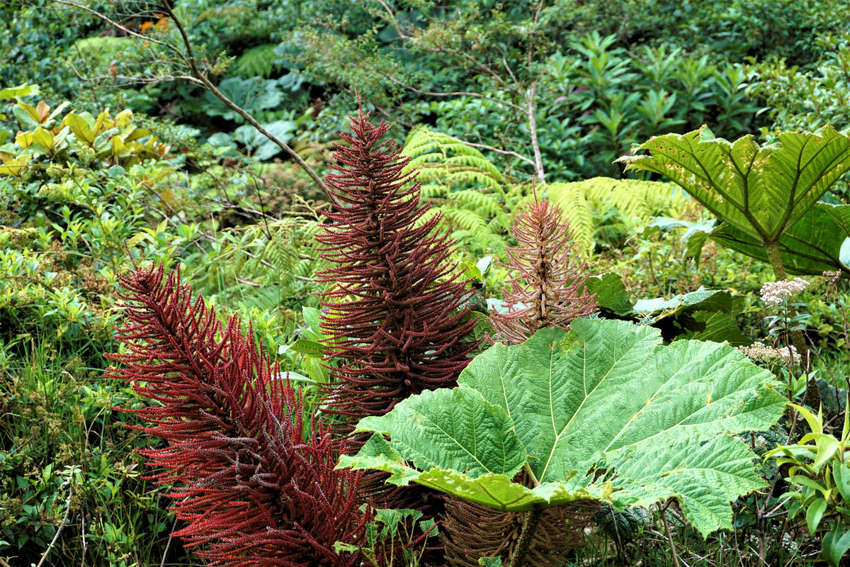 Giant Rhubarb (Gunnera insignis) Seeds – 10 ct