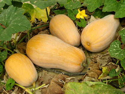 50 Waltham Butternut Squash (Cucurbita Moschata) Seeds