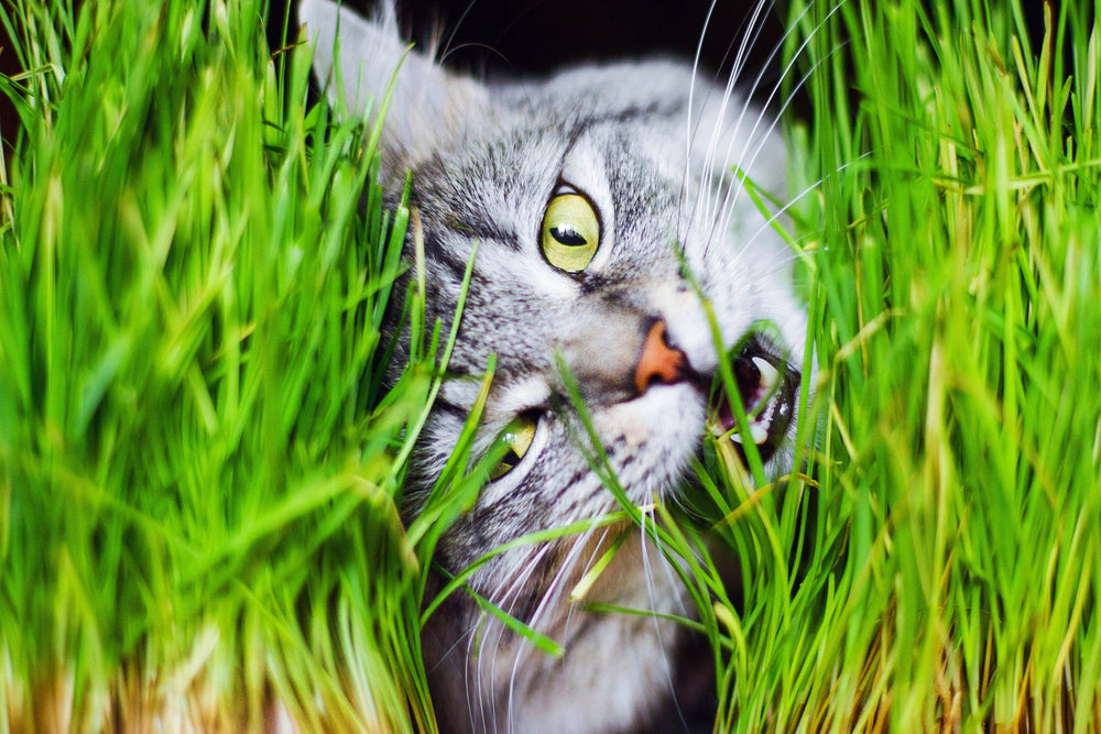 500 Cat Grass/Wheat Grass (Triticum Aestivum) Seeds