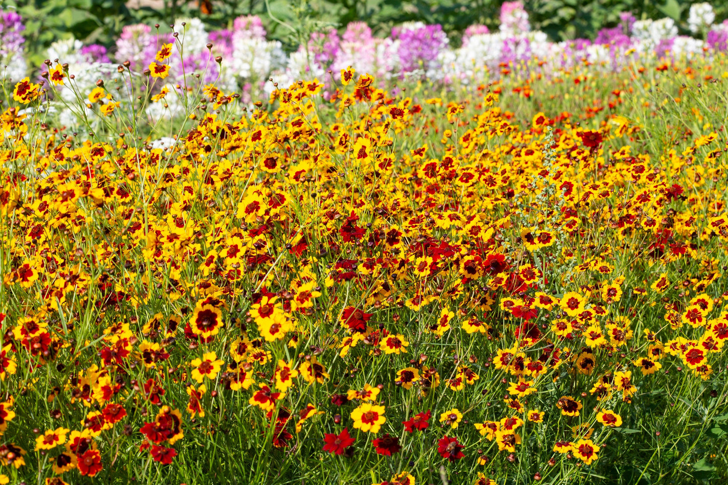 1000 Golden Wave Coreopsis (Coreopsis Basalis) Flower Seeds