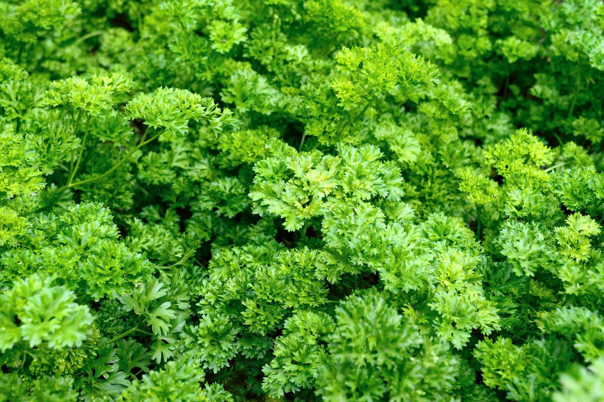 Triple Curled Parsley (Petroselinum crispum) Seeds – 1,500 ct