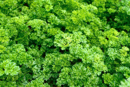 Triple Curled Parsley (Petroselinum crispum) Seeds – 1,500 ct