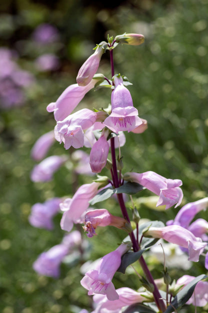 Large Flowered Beardtongue (Penstemon grandiflorus) Seeds – 250 ct