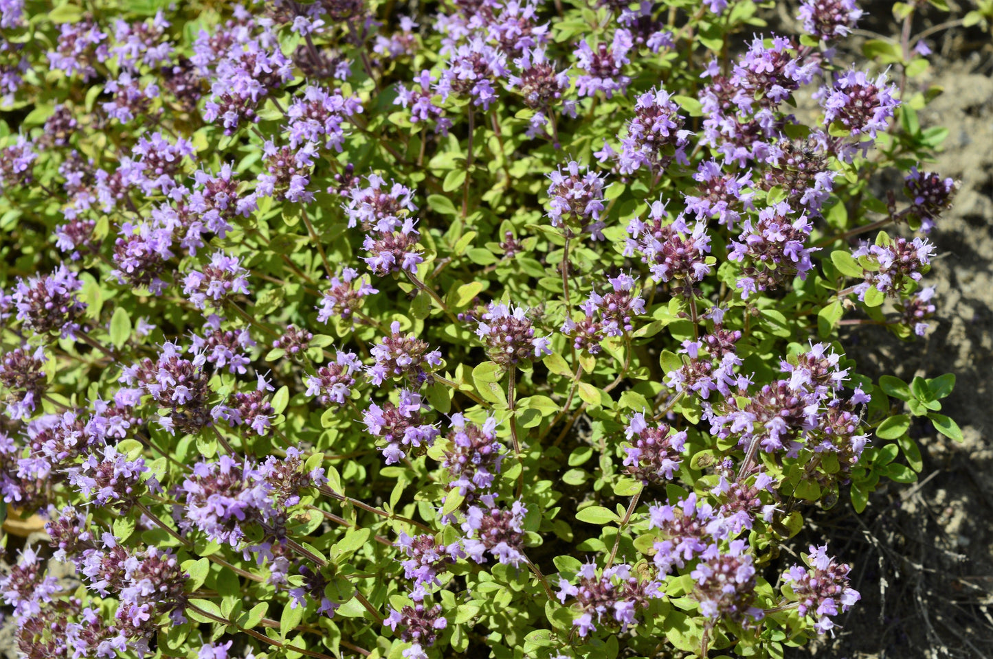 10,000 Bulk Lemon Thyme (Thymus Pulegioides) Seeds