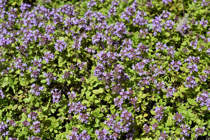 10,000 Bulk Lemon Thyme (Thymus Pulegioides) Seeds