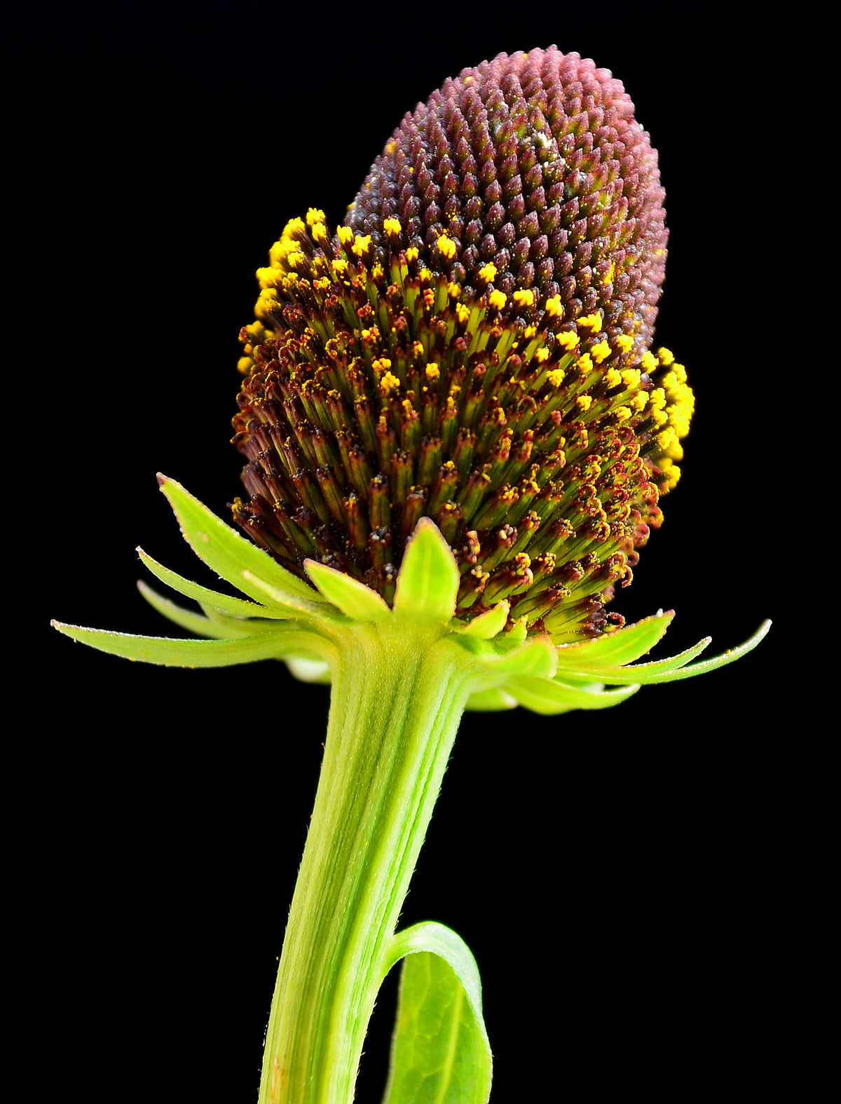 30 Western Coneflower (Rudbeckia Occidentalis) Seeds