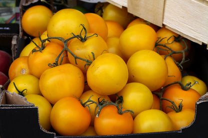 Golden Jubilee Tomato (Solanum lycopersicum) Seeds – 150 ct