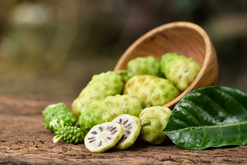20 NONI Cheese Fruit Great Morinda Citrifolia Indian Beach Mulberry Shrub Tree Seeds