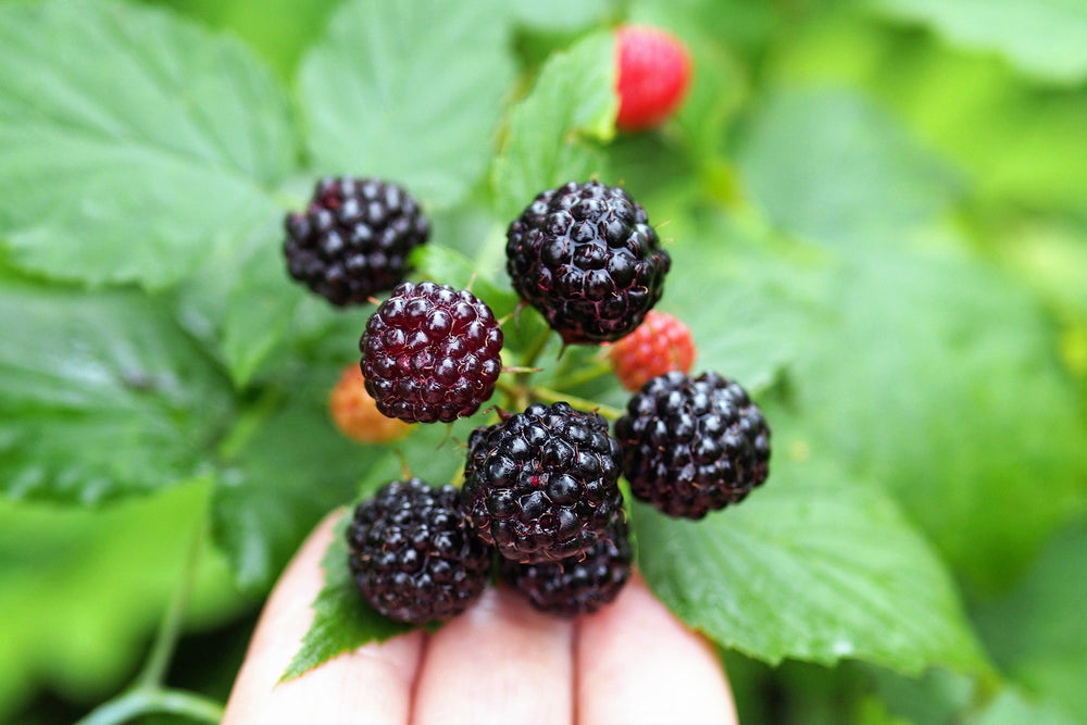 50 Black Raspberry (Rubus Leucodermis) Seeds