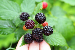 50 Black Raspberry (Rubus Leucodermis) Seeds