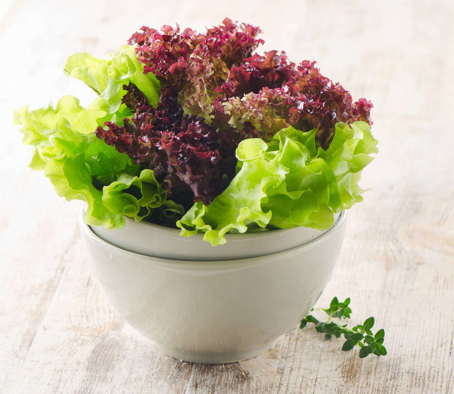 3000 Red Salad Bowl Leaf Lettuce (Lactuca Sativa) Seeds
