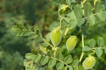 15 Garbanzo Bean (Cicer Arientum) Seeds
