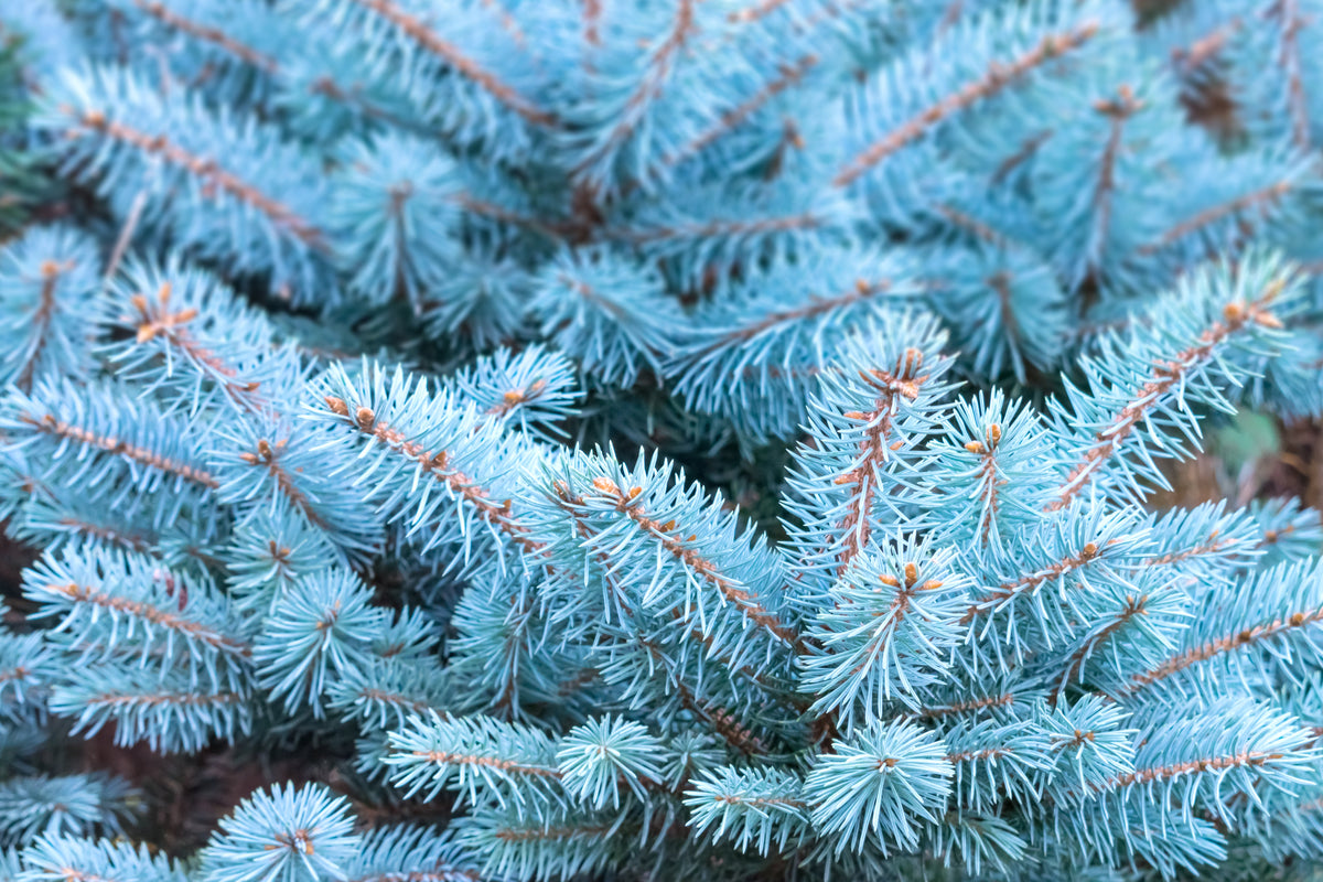 Colorado Blue Spruce (Picea pungens) Seeds – 50 ct