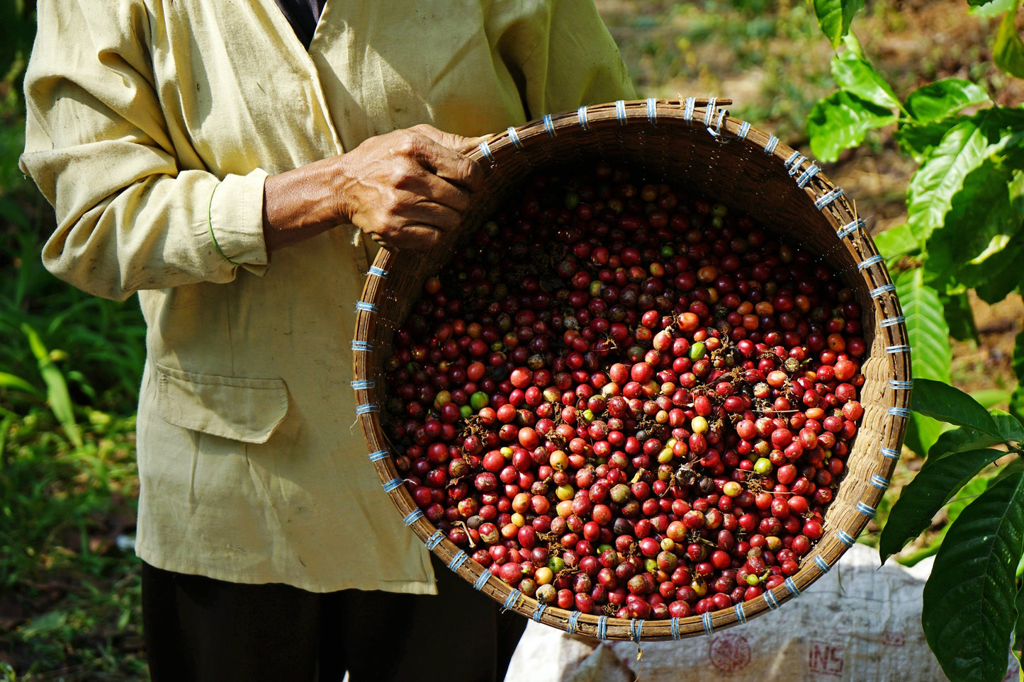 15 Arabica Coffee  Seeds