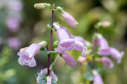 Large Flowered Beardtongue (Penstemon grandiflorus) Seeds – 250 ct
