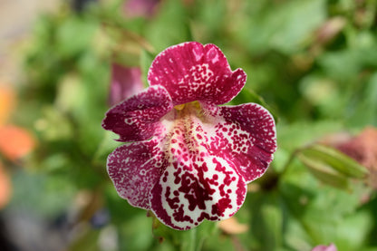 250 Tiger Monkey Flower (Mimulus Tigrinus) Seeds