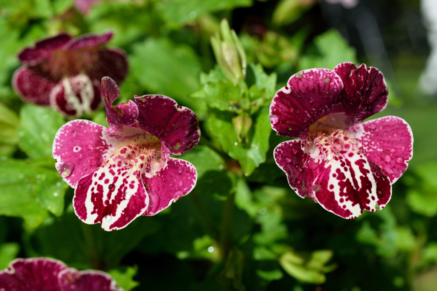 250 Tiger Monkey Flower (Mimulus Tigrinus) Seeds