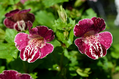 250 Tiger Monkey Flower (Mimulus Tigrinus) Seeds