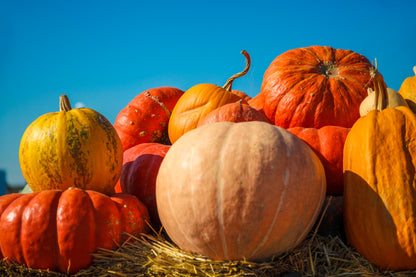 Mammoth Gold Pumpkin (Cucurbita maxima) Seeds – 25 ct