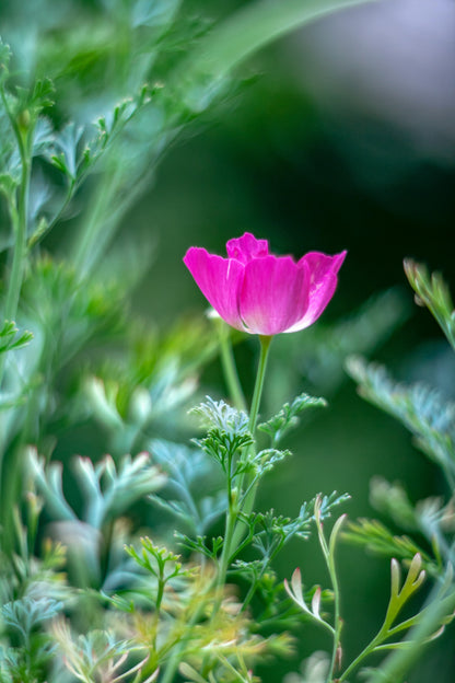 Purple Gleam California Poppy (Eschscholzia californica) Seeds – 100 ct