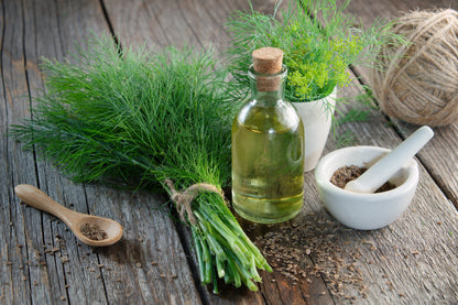 1000 Long Island Mammoth Dill (Anethum Graveolens) Seeds
