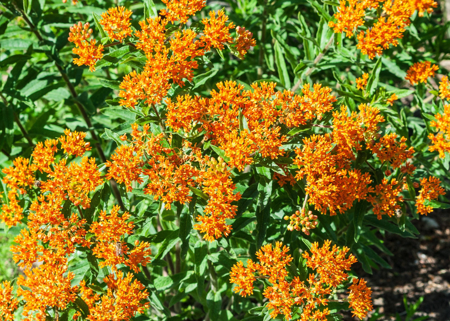 10 'Gay Butterflies' Milkweed (Asclepias Tuberosa) Seeds