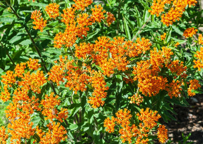 10 'Gay Butterflies' Milkweed (Asclepias Tuberosa) Seeds