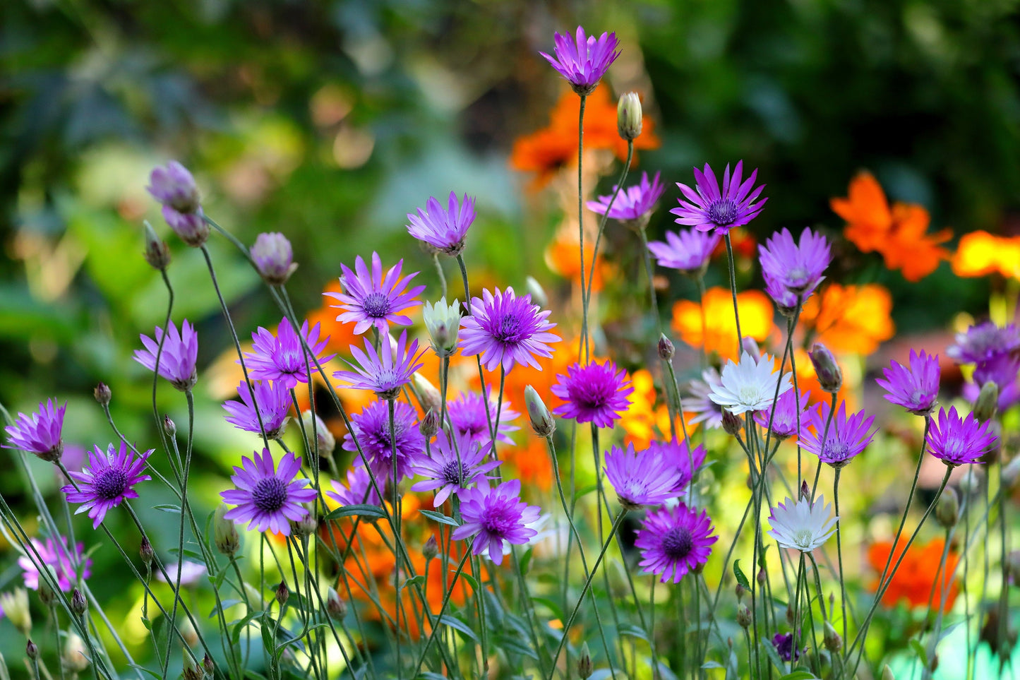 300 Immortelle (Xeranthemum) Seeds