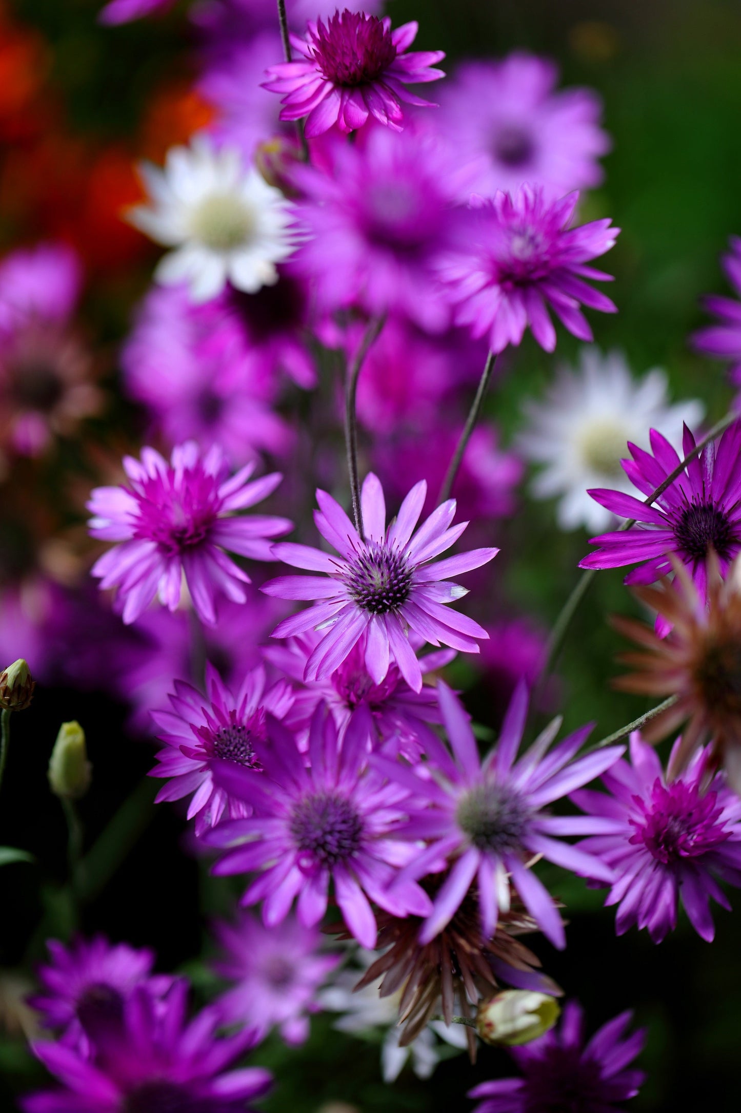 300 Immortelle (Xeranthemum) Seeds
