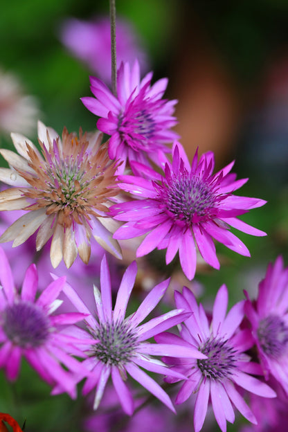 300 Immortelle (Xeranthemum) Seeds