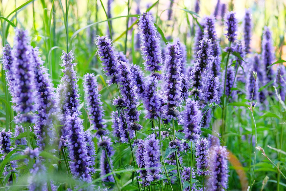 1000 True Blue Hyssop (Hyssopus Officinalis; Thymus Hyssopus) Seeds