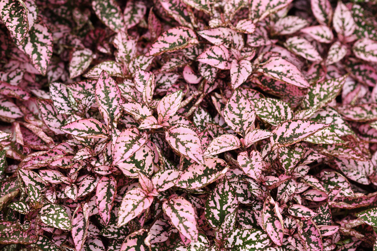 Pink Splash Select Polka Dot Plant (Hypoestes phyllostachya) Seeds – 10 ct