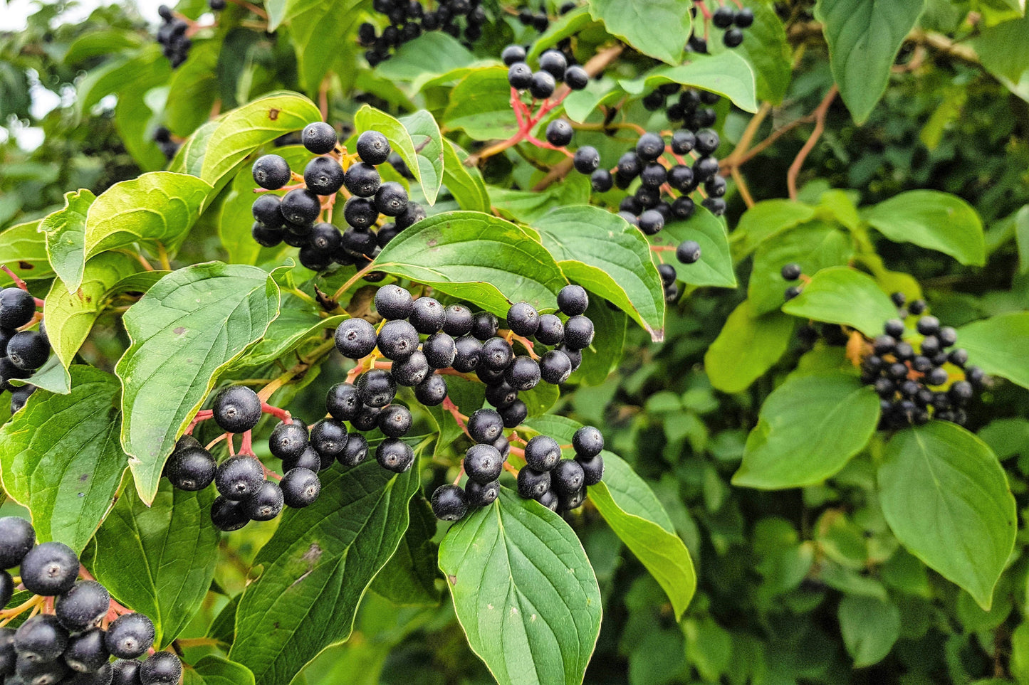 50 Black Chokeberry (Aronia Melanocarpa) Seeds