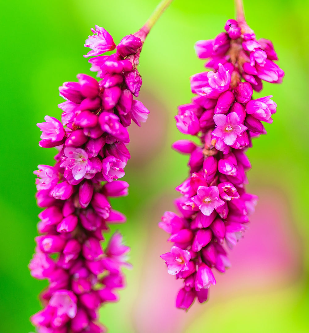10 Kiss Me Over The Garden Gate (Polygonum Orientale Persicaria Orientalis) Seeds