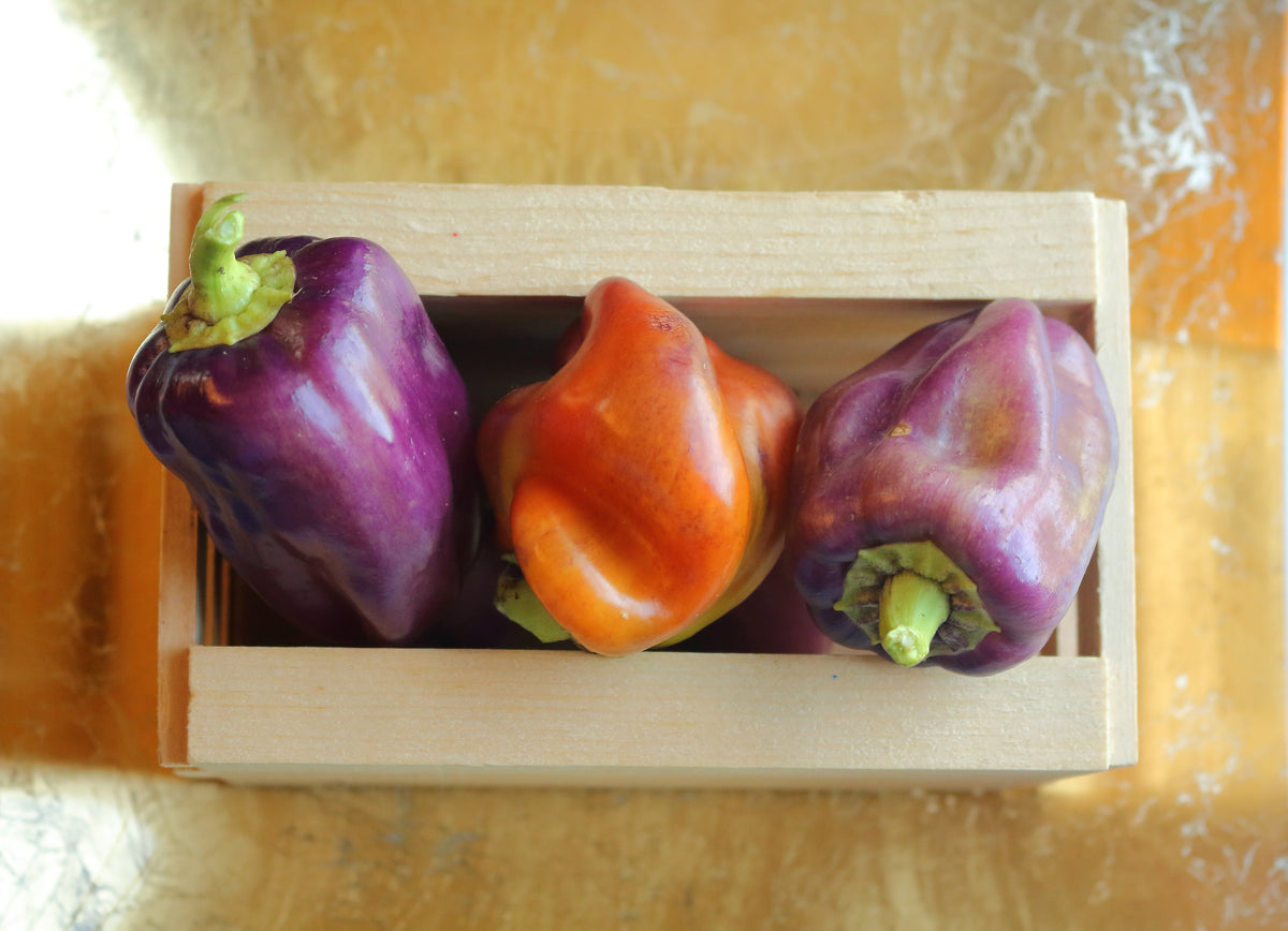 100 LILAC BELL PEPPER Capsicum Annuum Sweet Mild Purple Vegetable Seeds