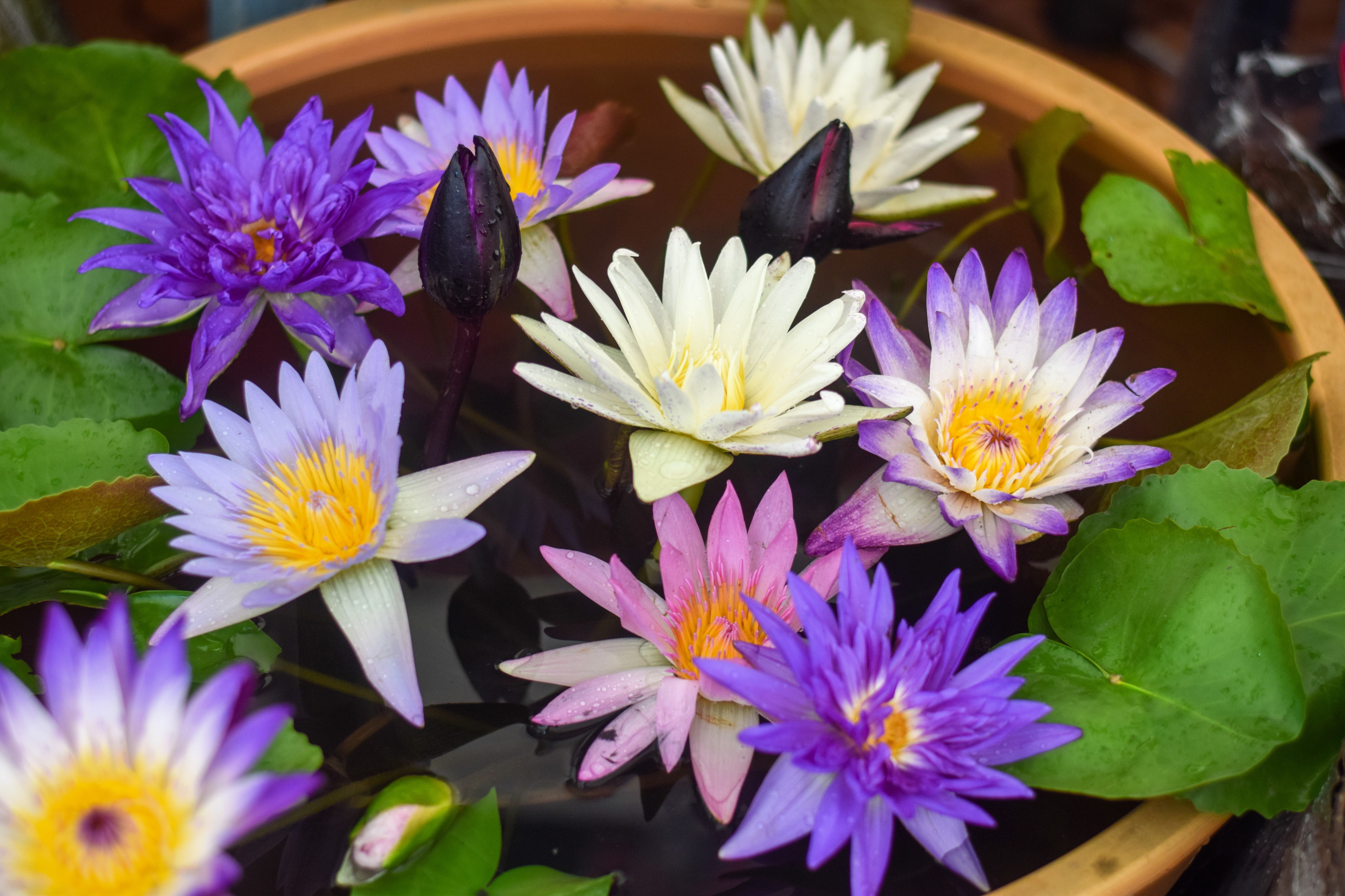 5 BOWL LOTUS Mixed Colors Dwarf Nelumbo Nucifera Aquatic Flower Seeds ...