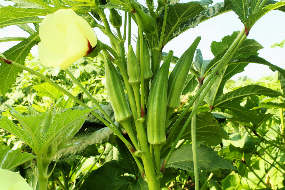 300 Clemson Green Okra (Abelmoscgus Esculentus) Seeds