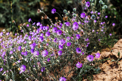 300 Immortelle (Xeranthemum) Seeds