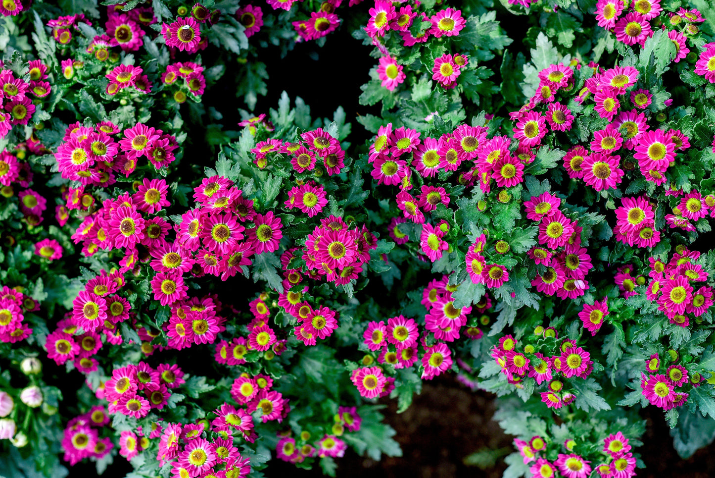 50 Mixed Colors Indian Chrysanthemum (Chrysanthemum Indicum) Seeds