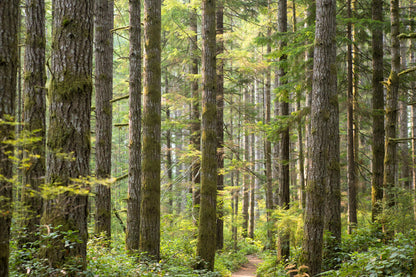 Douglas Fir (Pseudotsuga menziesii) Seeds – 20 ct