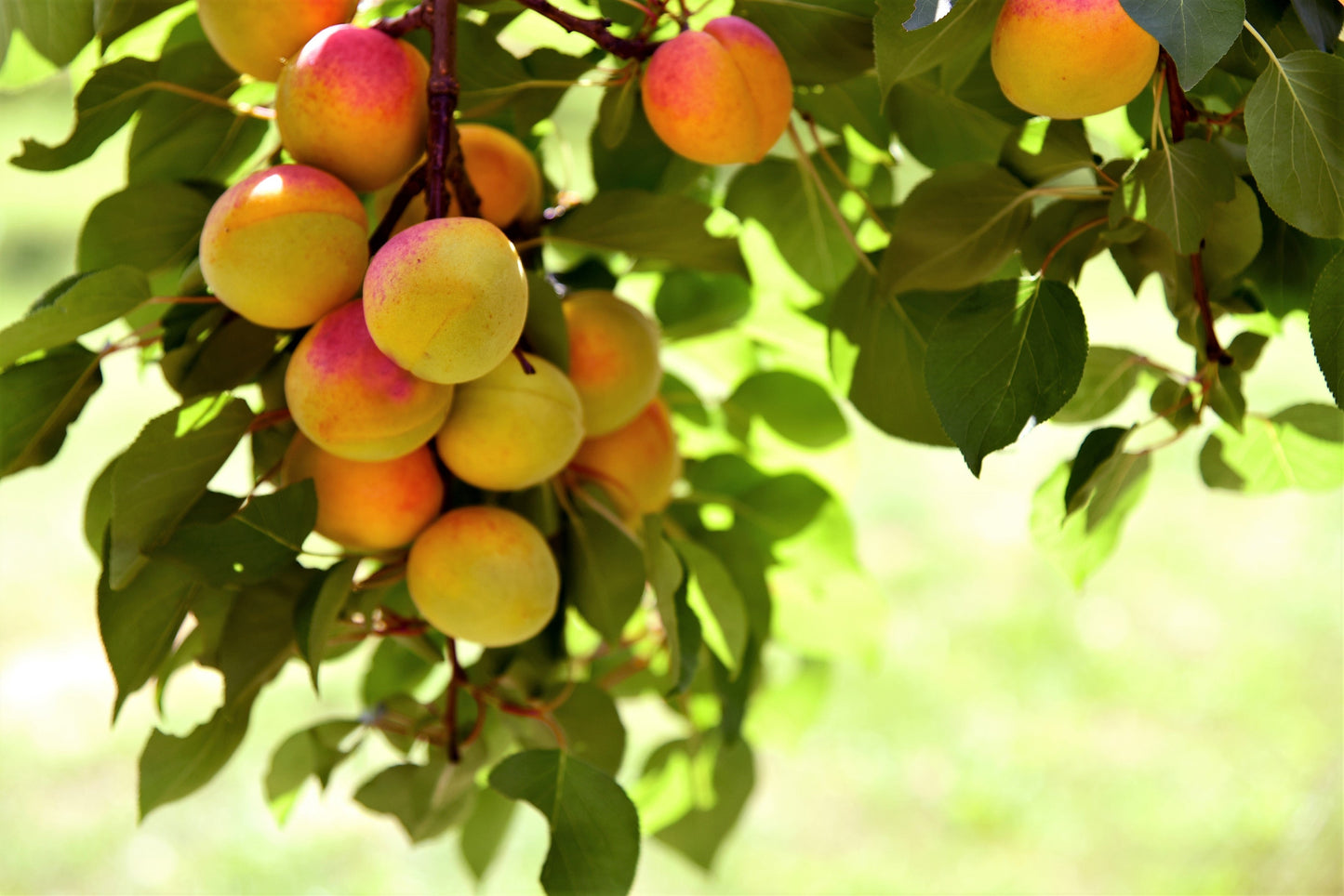 5 Common Apricot Tree (Prunus Armeniaca) fSeeds