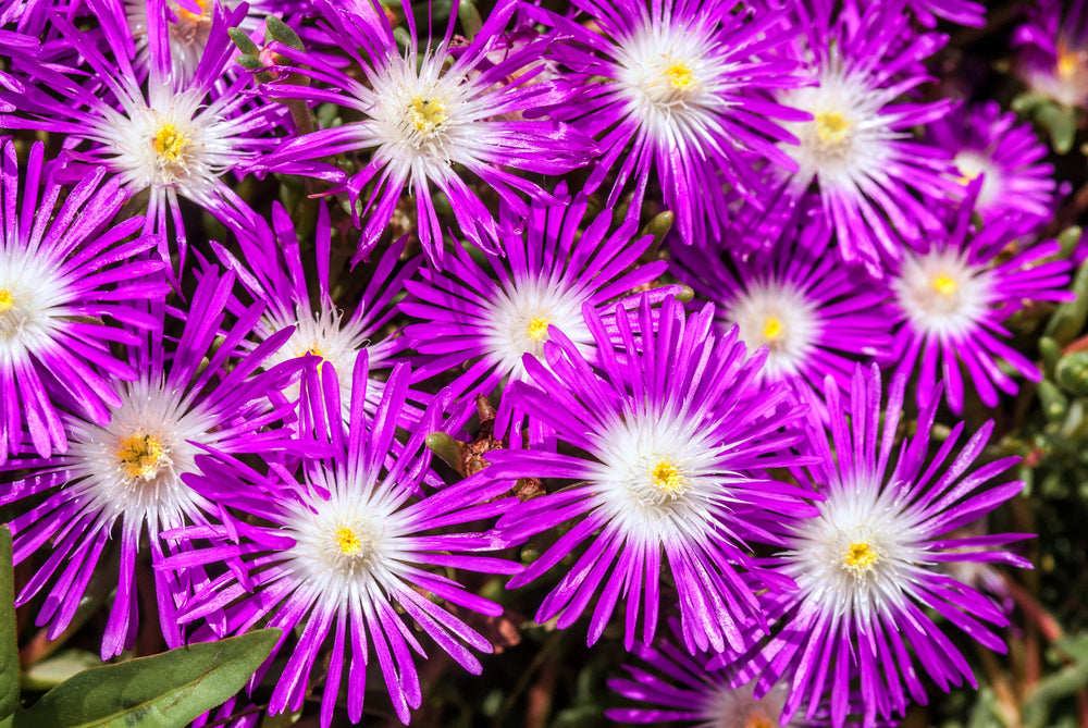 25 STARDUST ICE PLANT Mesembryanthemum Delosperma Floribunda Perennial Purple & White Flower Seeds