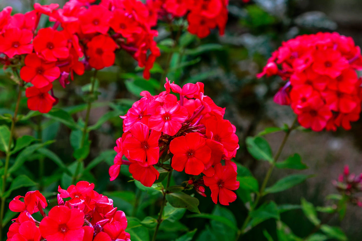 800 Red Drummond Phlox (Phlox Drummondii) Seeds